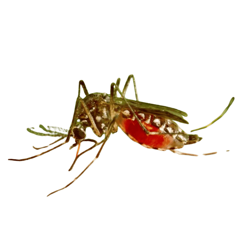 Комар anopheles