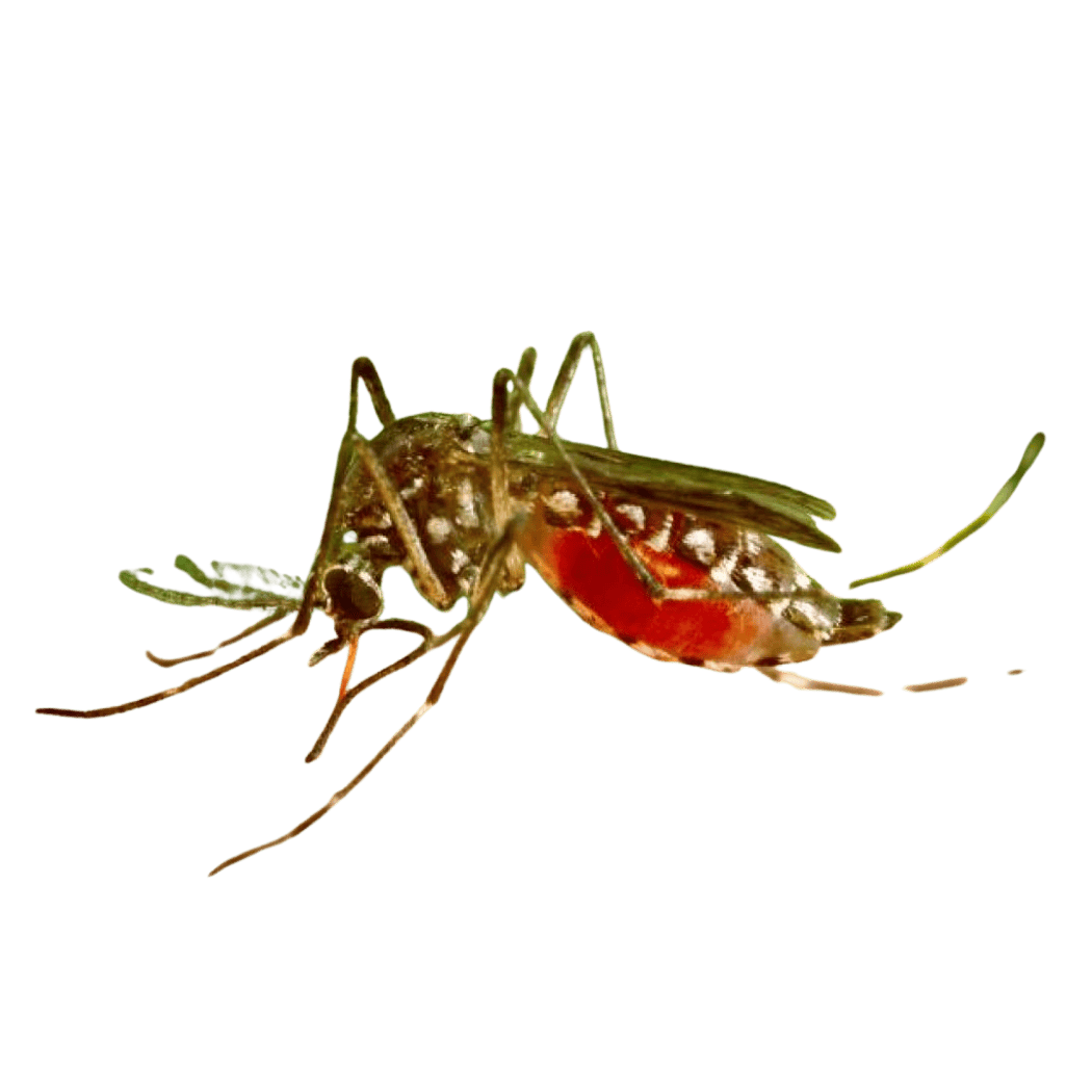 Комар anopheles