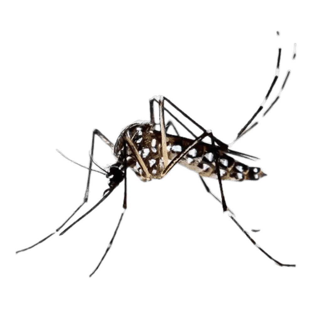 азиатски тигров комар