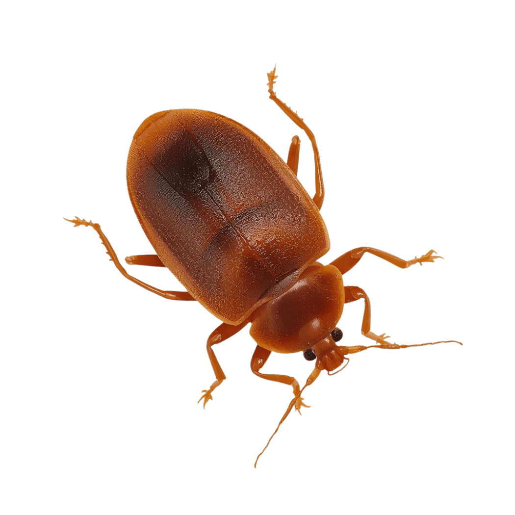 krevatni durvenici